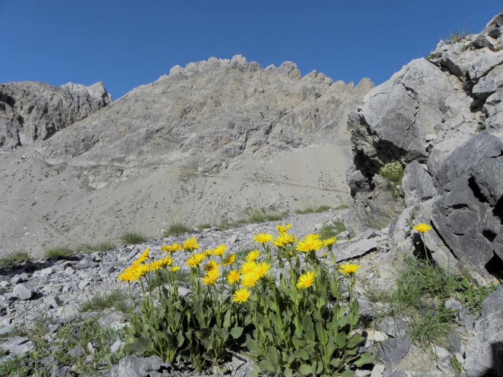 Doronicum grandiflorum / Doronico dei macereti